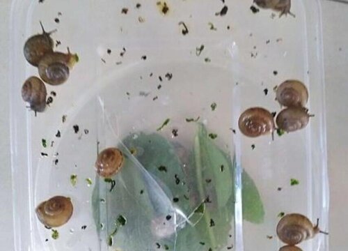 蜗牛粪便可以做肥料吗