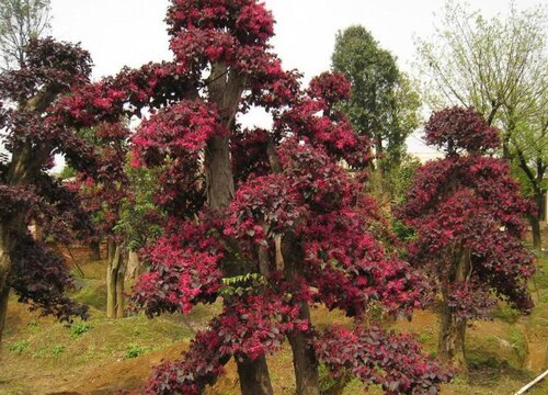 红积木树3
