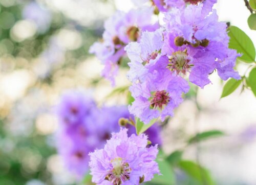 紫薇花花期是什么时候