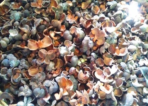 茶籽壳可以做肥料吗