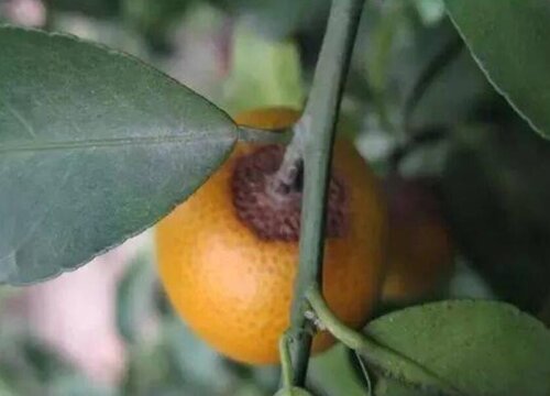 脐橙树病虫害防治方法与技术措施