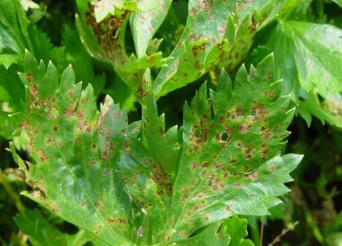 夏季芹菜病虫害防治技术与方法措施