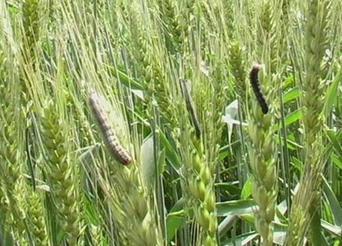 小麦病虫害防治技术和方法措施