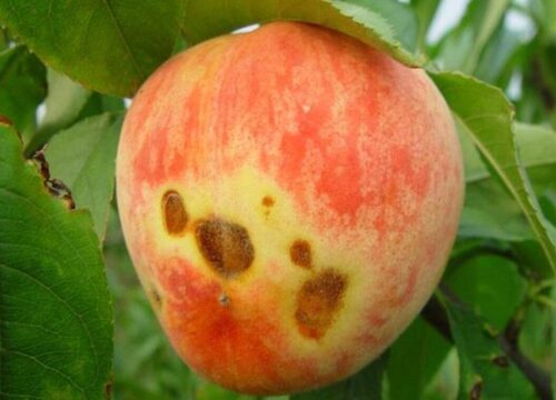 桃子树病虫害防治技术与方法措施