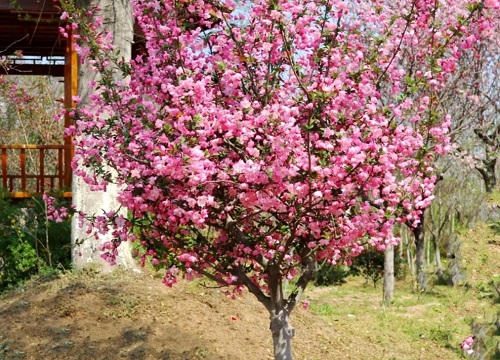虞美人海棠树图片