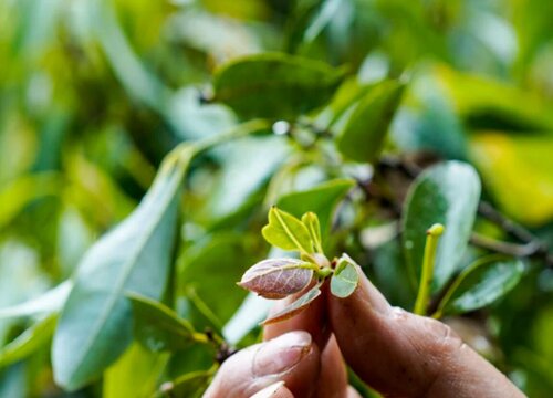 老鹰茶的生长环境 适合长在什么地方