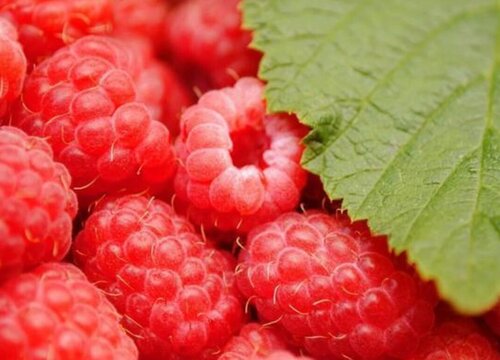 树莓籽能吃吗 树莓里面硬硬的小籽能直接吃吗