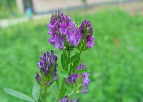 紫花苜蓿牧草种植时间（多年生紫花苜蓿生长周期和温度）