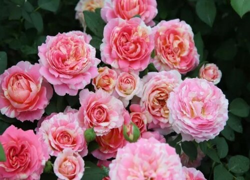 蔷薇属植物有哪些品种常见蔷薇科蔷薇属花卉植物 植物说