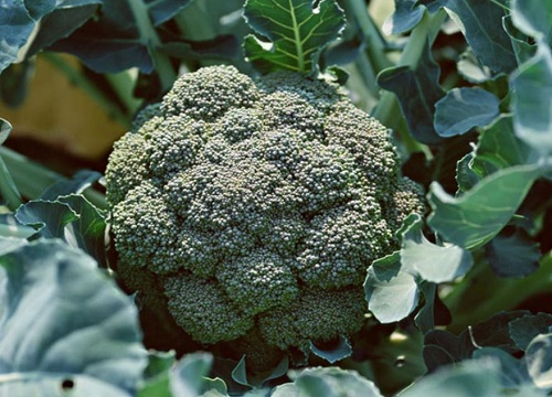 西兰花是碳水还是蔬菜 属于碳水化合物类蔬菜