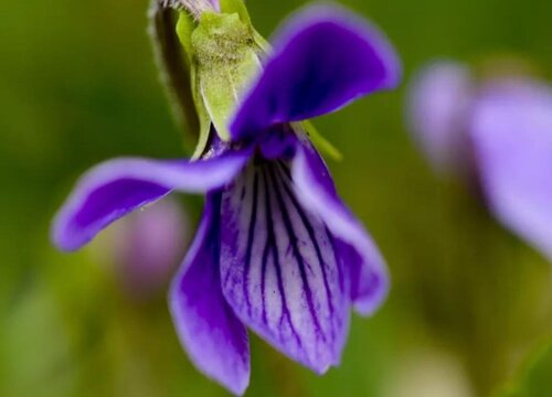 紫花地丁可以盆栽吗
