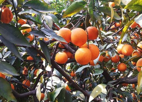 脐橙种植条件 生长的气候条件