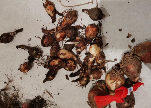 风雨兰种子播种方法