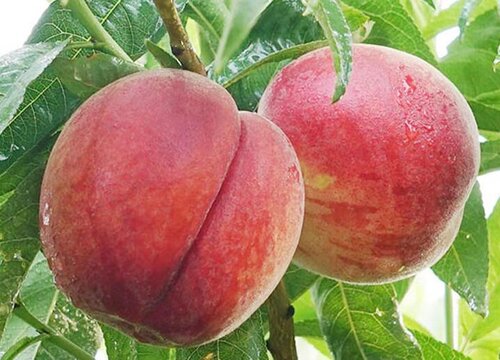 桃树的生长周期是多长时间