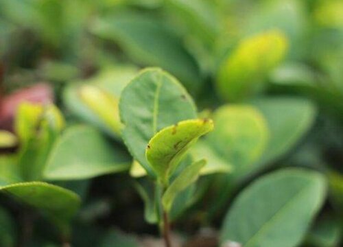 茶树的生长周期是多长时间