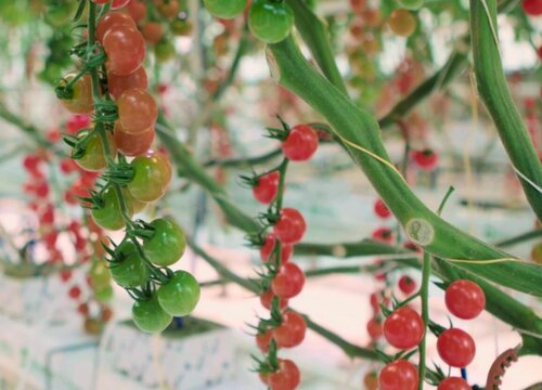 小番茄的生长周期是多长时间