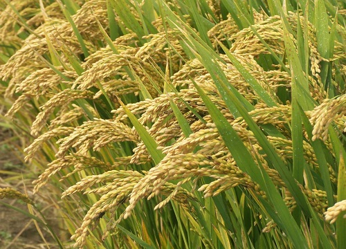 水稻的生长周期是多长时间