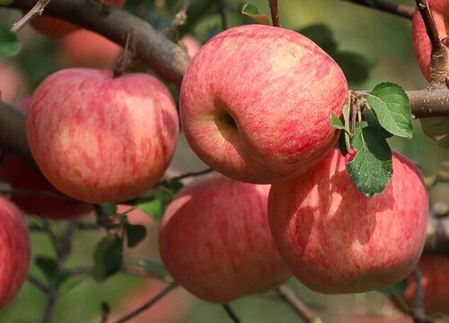 苹果的生长周期是多长时间