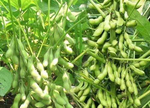 大豆的生长周期是多长时间