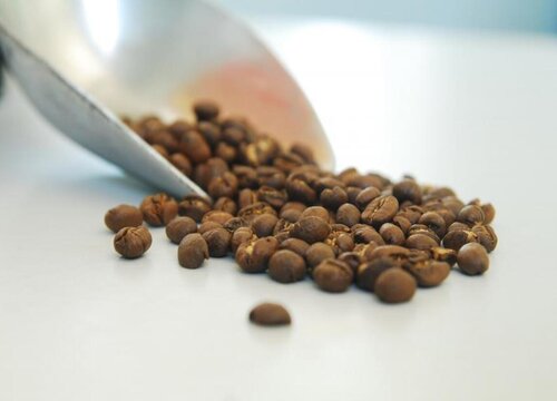 咖啡种子播种方法