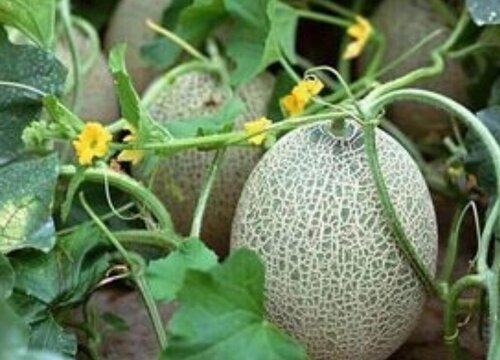 哈密瓜的生长周期是多长时间