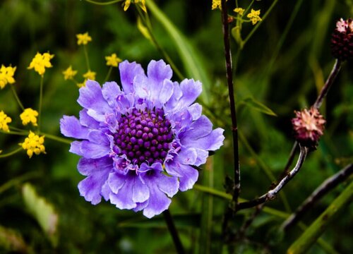 蓝盆花是多年生吗