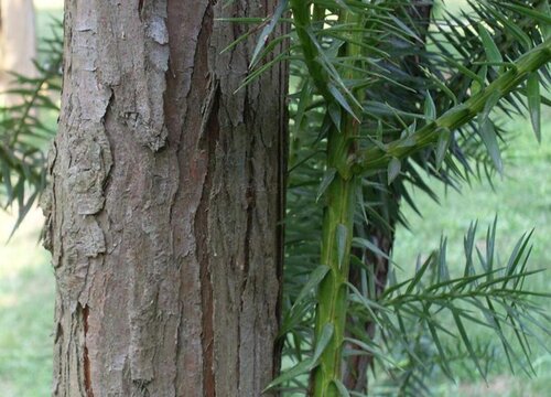 杉木的生长周期是多长时间