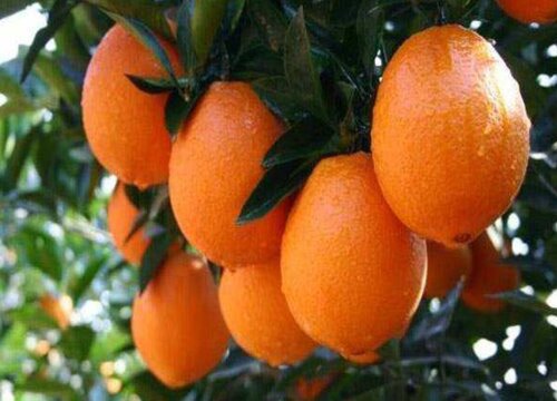 脐橙的生长周期是多长时间