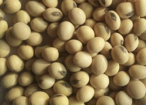 黃豆种子播种方法