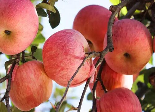 苹果树的生长周期是多长时间
