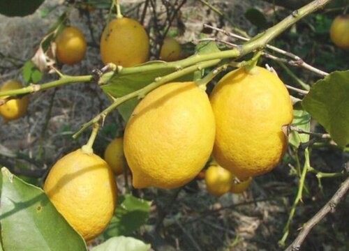 柠檬树的生长周期是多长时间