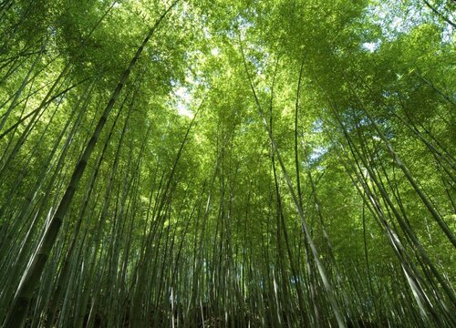 楠竹的生长周期是多长时间
