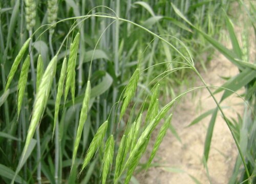 麦子的生长周期是多长时间