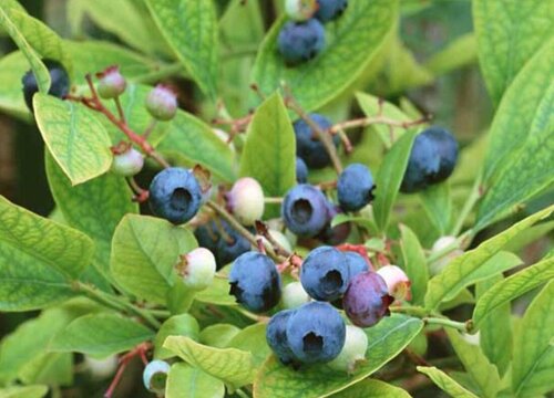 蓝莓的生长周期是多长时间