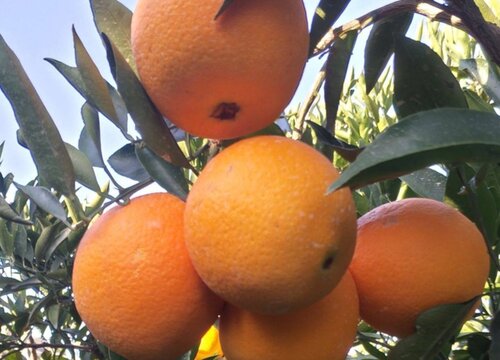 橙子树几年结果实