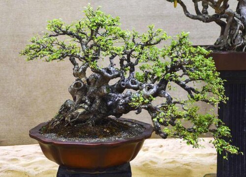 榆木的生长周期是多长时间