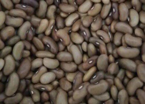 金豆种子播种方法