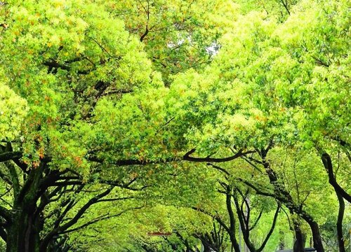 香樟树的生长周期是多长时间