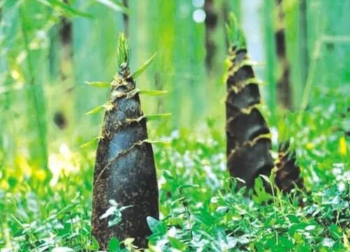 竹笋的生长周期是多长时间