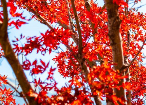 日本红枫冬天落叶吗