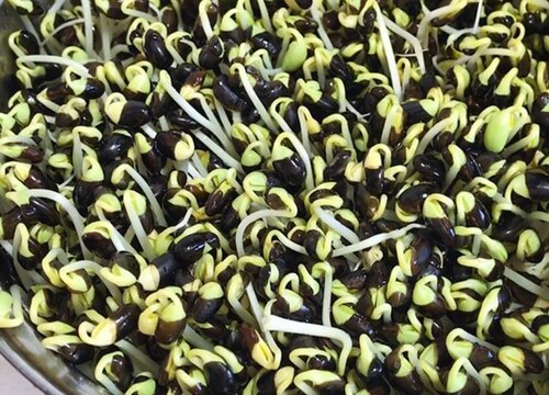 黑小豆种植时间和方法