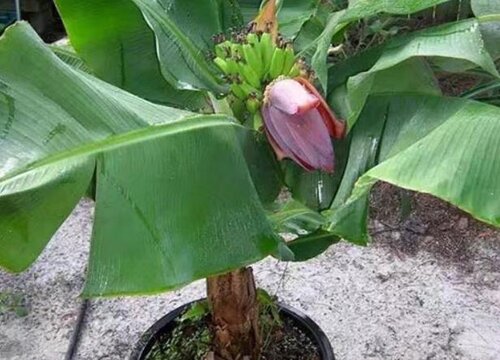 香蕉树开花吗 开花是什么样子的