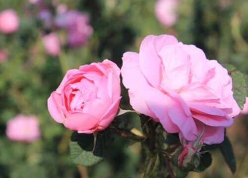 哪个品种的玫瑰花最香最珍贵（最名贵的玫瑰花排行）