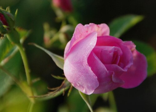 香水玫瑰的花语是什么意思