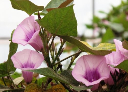 山芋开花吗开花在什么时候 植物说