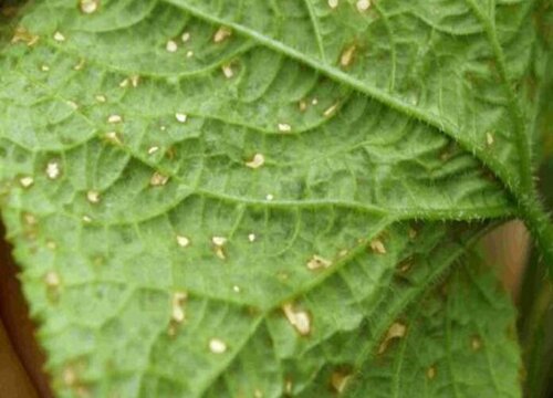 农作物病虫害防治技术与方法措施