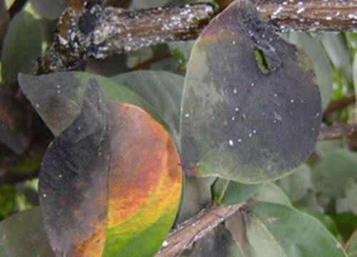 紫薇树病虫害防治技术与方法措施