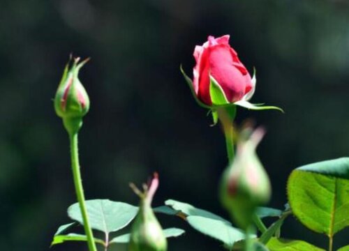 玫瑰花骨朵的样子 多久开花