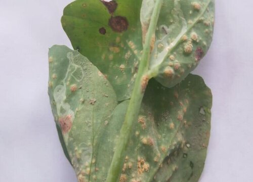 荷兰豆病虫害防治方法与技术措施