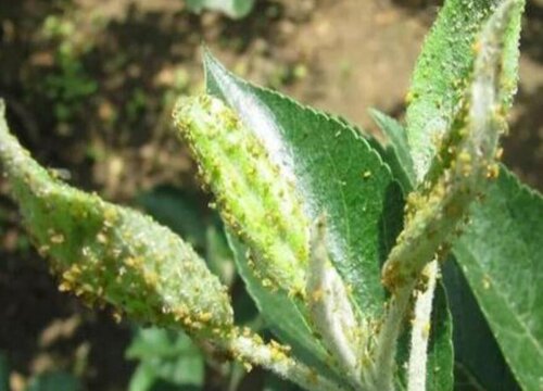 苗木病虫害防治技术与方法措施